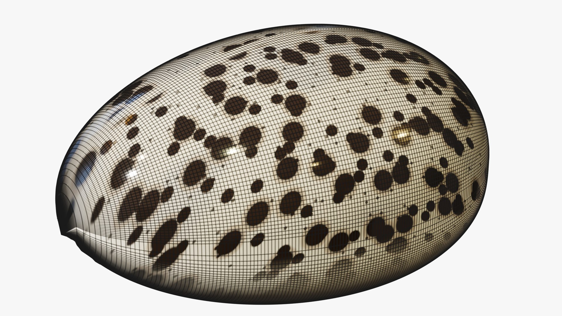 3D Reef and Shore Pack - Corals Seashells Sea Urchins PBR model https://p.turbosquid.com/ts-thumb/UC/9NaFwp/Lm/23_tigercowrie_07_wire/jpg/1791641165/1920x1080/fit_q87/df46e6d41c52e11093b811112d97d3189fb8d7b4/23_tigercowrie_07_wire.jpg