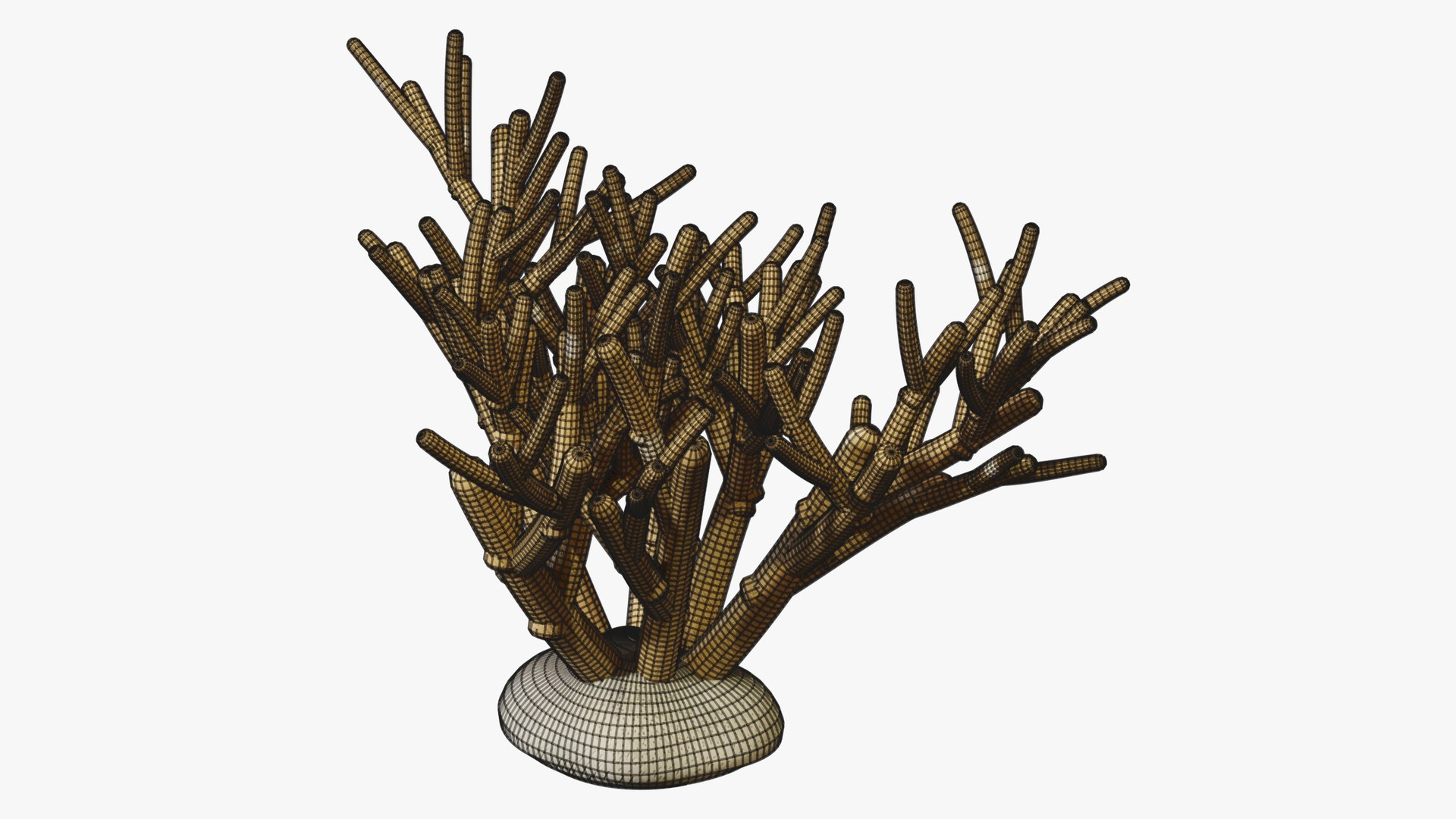 3D Reef and Shore Pack - Corals Seashells Sea Urchins PBR model https://p.turbosquid.com/ts-thumb/UC/9NaFwp/N7/13_staghorncoral_07_wire/jpg/1791641106/1920x1080/fit_q87/438d63aafaa151e4742f37df162f453a663cc971/13_staghorncoral_07_wire.jpg