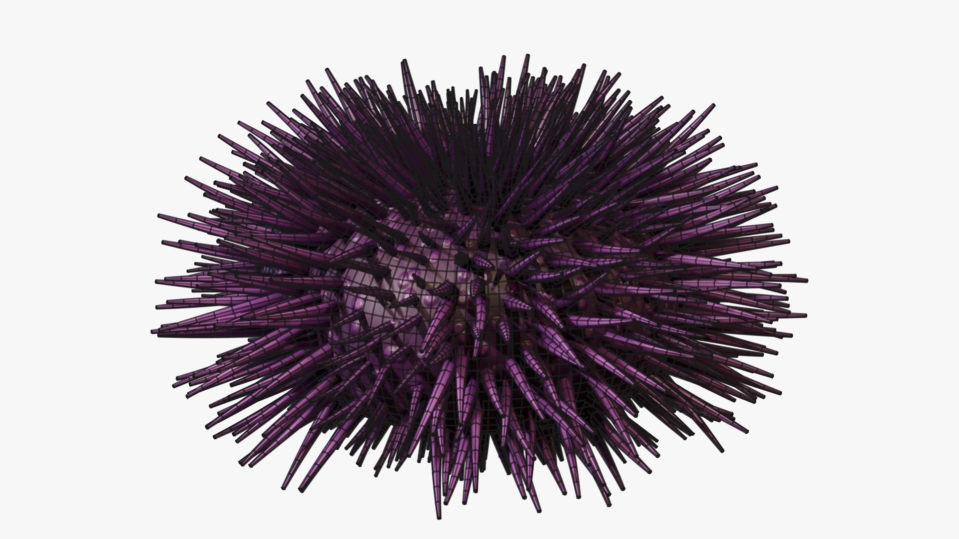 3D Reef and Shore Pack - Corals Seashells Sea Urchins PBR model https://p.turbosquid.com/ts-thumb/UC/9NaFwp/Oo/09_seaurchin_07_wire/jpg/1791641082/1920x1080/fit_q87/068d9741cfbadea92de52accae88227a423f3f34/09_seaurchin_07_wire.jpg