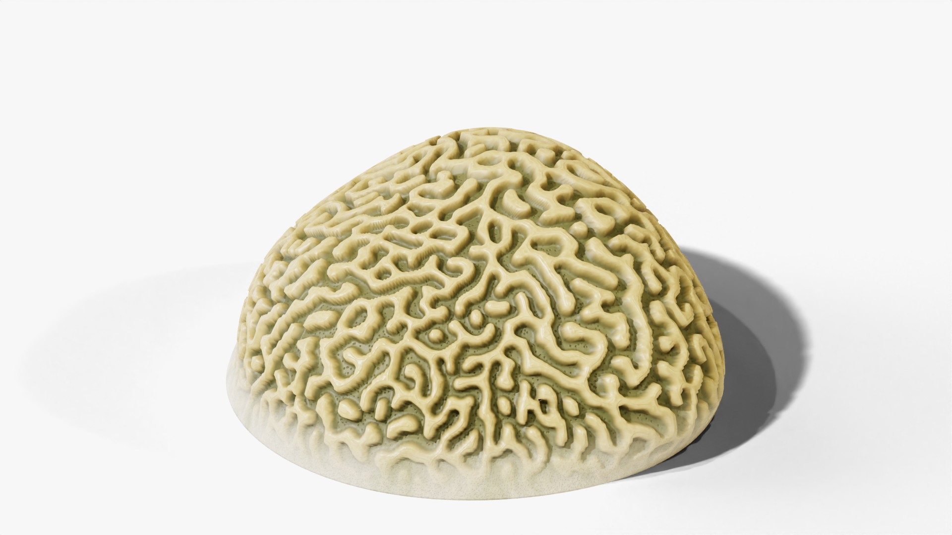 3D Reef and Shore Pack - Corals Seashells Sea Urchins PBR model https://p.turbosquid.com/ts-thumb/UC/9NaFwp/PZ/braincoral_turntable/jpg/1791641305/1920x1080/turn_fit_q99/9ab114ea8a3c2f86b29257ebb652111ad880307c/braincoral_turntable-1.jpg