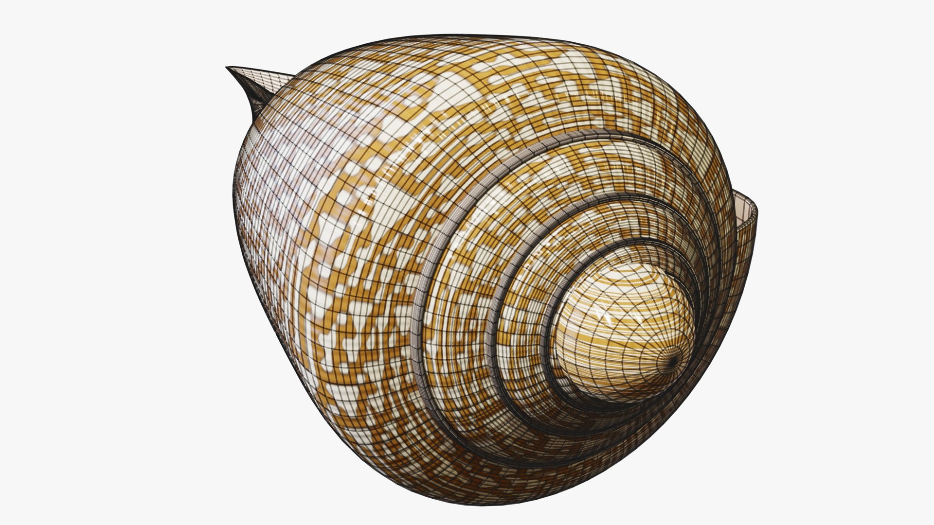3D Reef and Shore Pack - Corals Seashells Sea Urchins PBR model https://p.turbosquid.com/ts-thumb/UC/9NaFwp/YD/21_textilecone_07_wire/jpg/1791641156/1920x1080/fit_q87/7a7ea2e231af62bc0b5462895ad6524eef42ee51/21_textilecone_07_wire.jpg