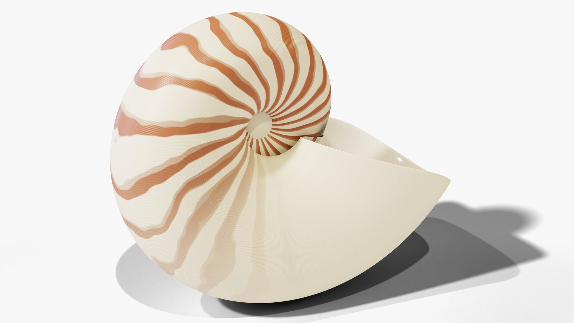 3D Reef and Shore Pack - Corals Seashells Sea Urchins PBR model https://p.turbosquid.com/ts-thumb/UC/9NaFwp/YO/04_nautilus_02_hero/jpg/1791641041/1920x1080/fit_q87/52fbac540a7fa5f69ae64798d09eb72de393260d/04_nautilus_02_hero.jpg