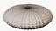 Reef and Shore Pack - Corals Seashells Sea Urchins PBR