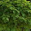 Robinia pseudoacacia Umbraculifera 3D