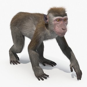 Standing Rhesus Macaque Monkey Gray Fur Rigged