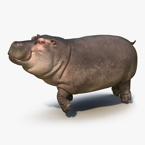 3d model floating hippopotamus