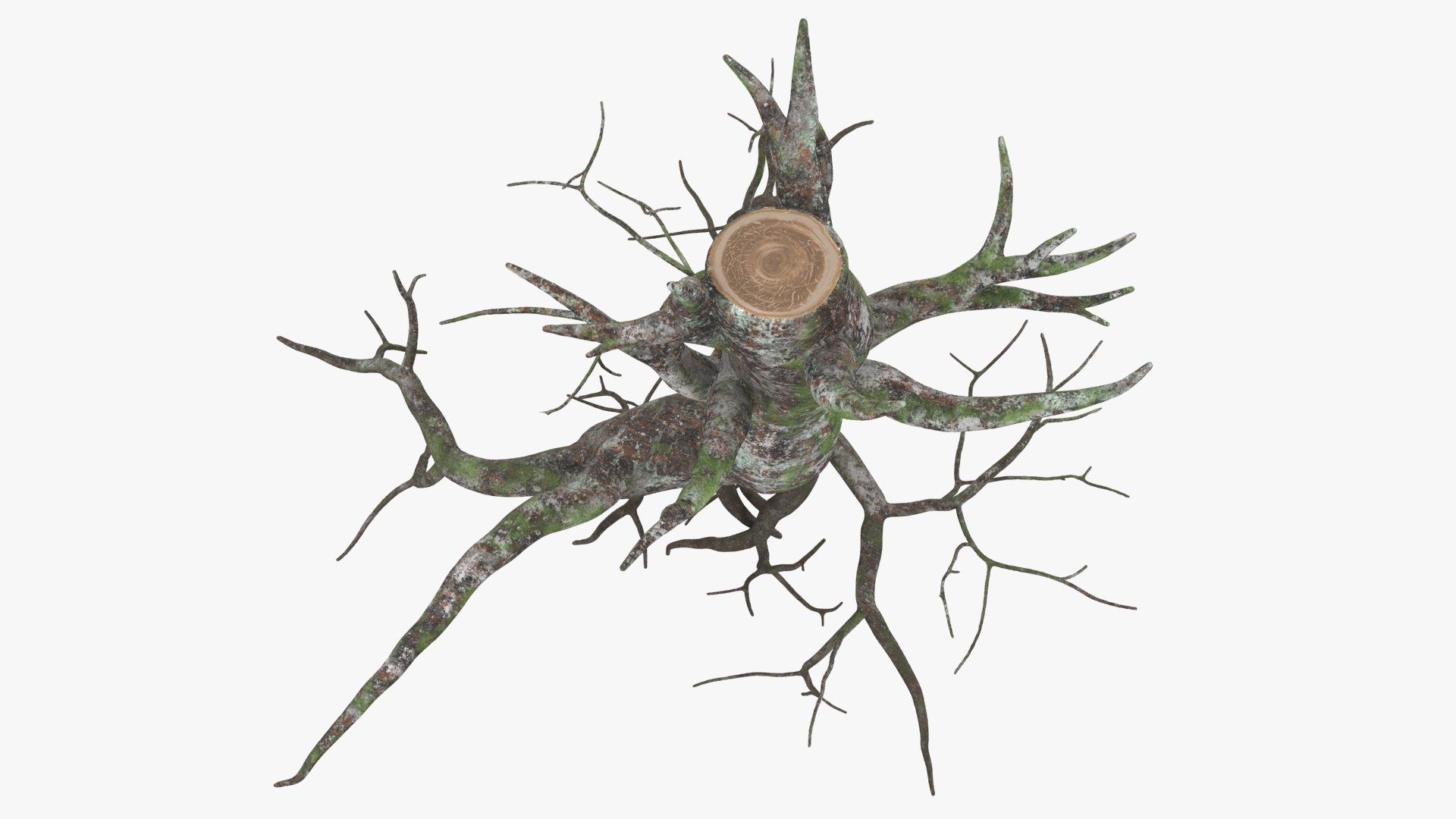 3D Tree Root 03 Color 2 Model - TurboSquid 2148524