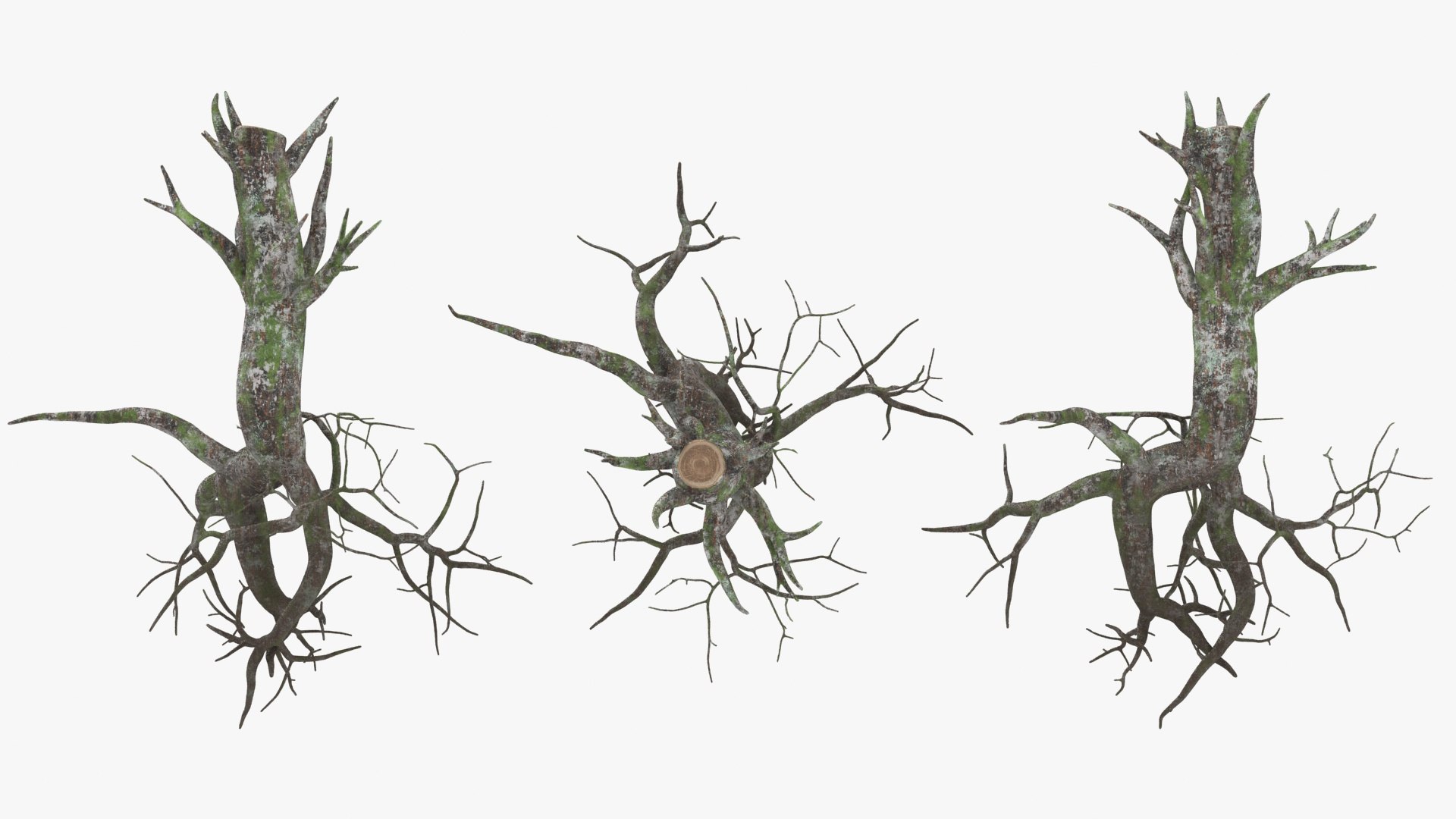 3D Tree Root 03 Color 2 Model - TurboSquid 2148524
