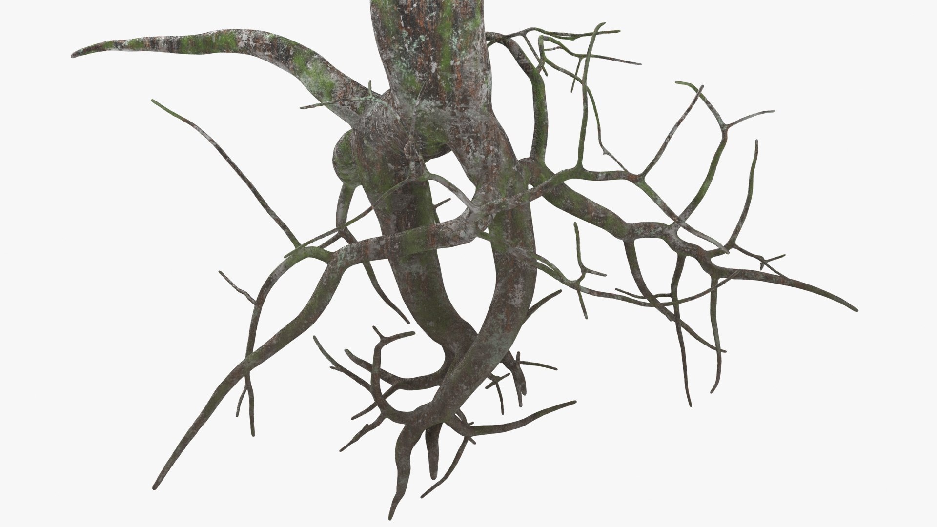 3D Tree Root 03 Color 2 Model - TurboSquid 2148524