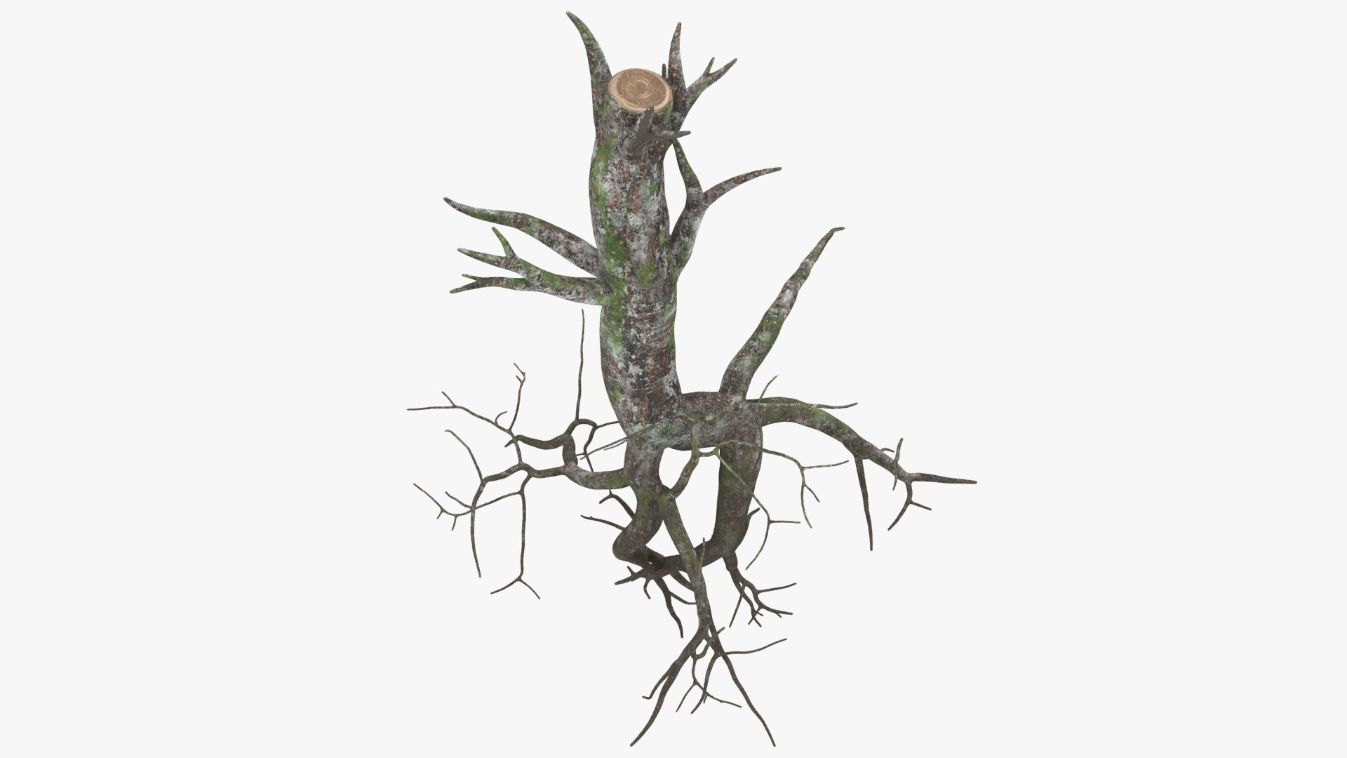 3D Tree Root 03 Color 2 Model - TurboSquid 2148524