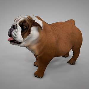 British Bulldog brown with white and brown spots L248