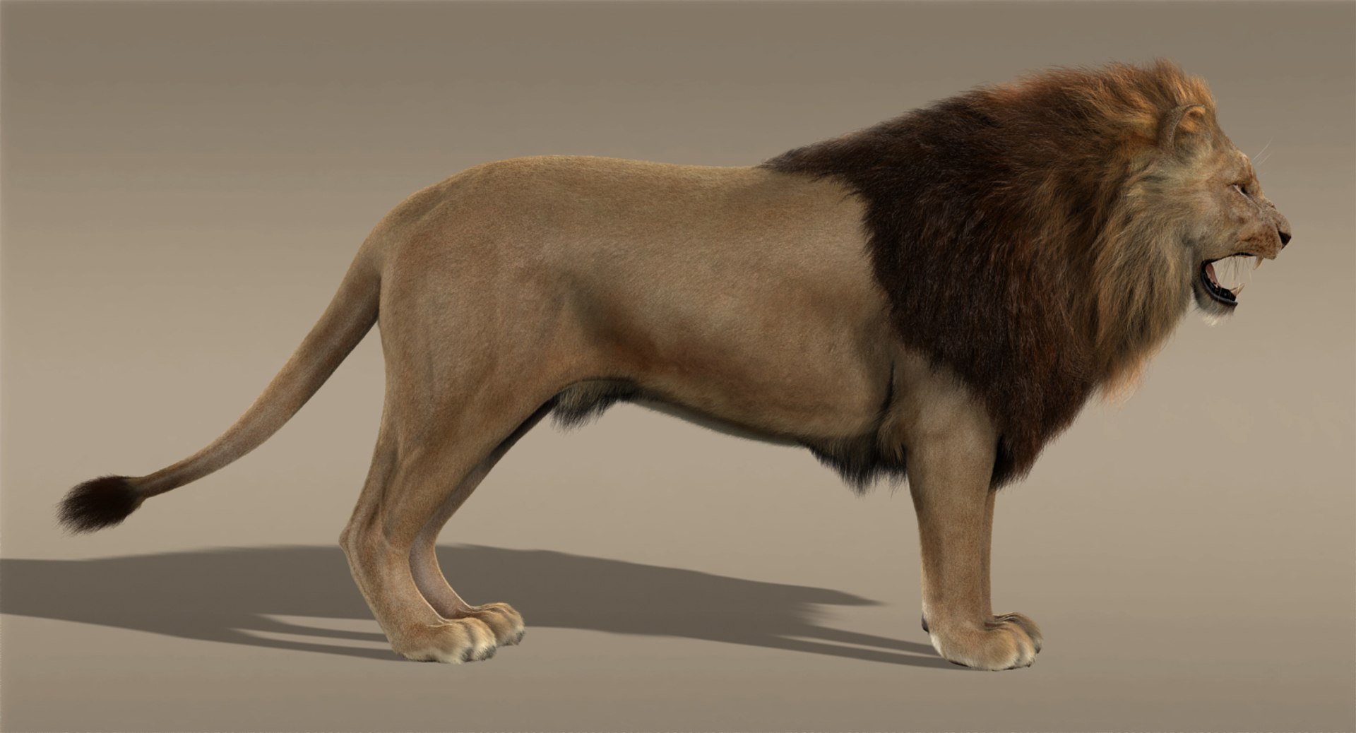 lion fur 3d obj https://p.turbosquid.com/ts-thumb/UC/uMGY9W/7dqGs5wB/i/jpg/1428369508/1920x1080/fit_q87/3685c7c7b4f86f72bb022b53142ce32da4dd04b6/i.jpg