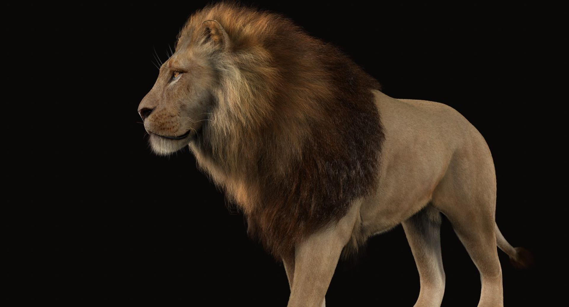 lion fur 3d obj https://p.turbosquid.com/ts-thumb/UC/uMGY9W/953kgup7/test/jpg/1431767235/1920x1080/turn_fit_q99/590af3e90c76cfd423977e4555db6a1af2131cc1/test-1.jpg
