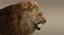lion fur 3d obj