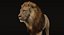 lion fur 3d obj