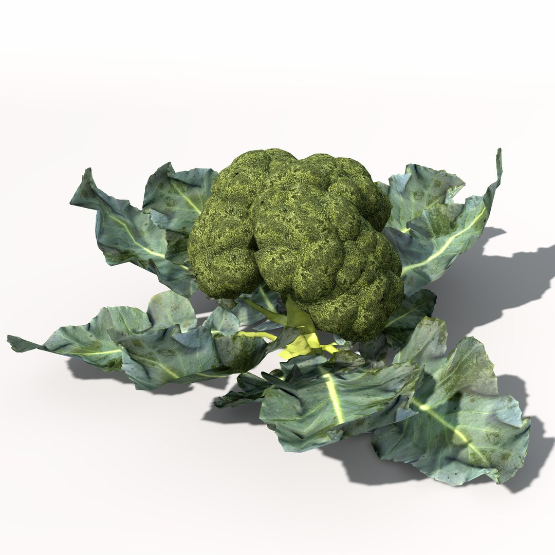 Broccoli Plant 3d Model