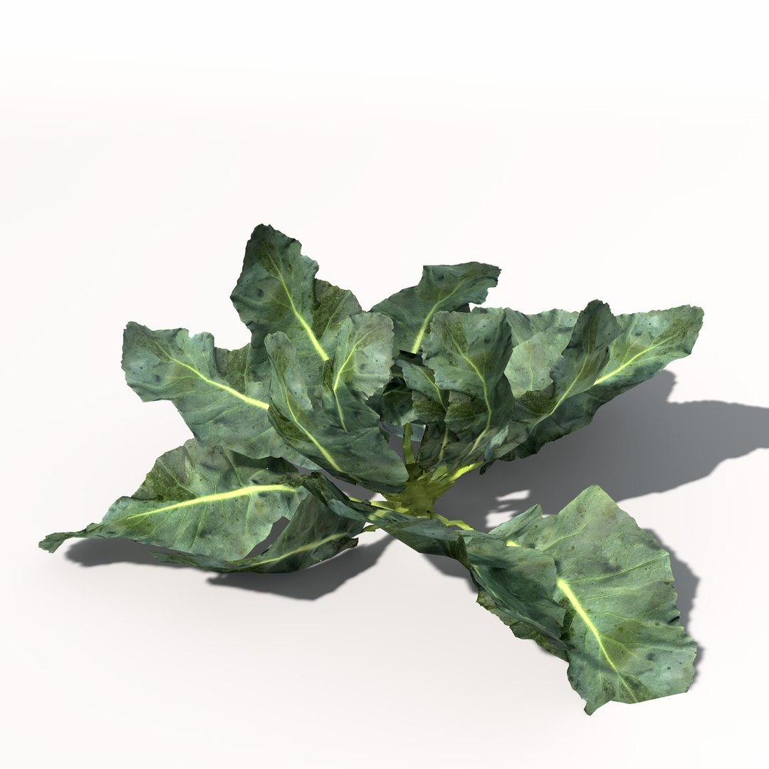 Broccoli Plant 3d Model