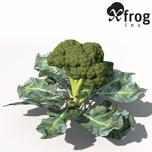 XfrogPlants Broccoli