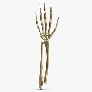 arm skeleton 3d 3ds