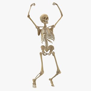 Human Female Skeleton Pose 80 3D model
