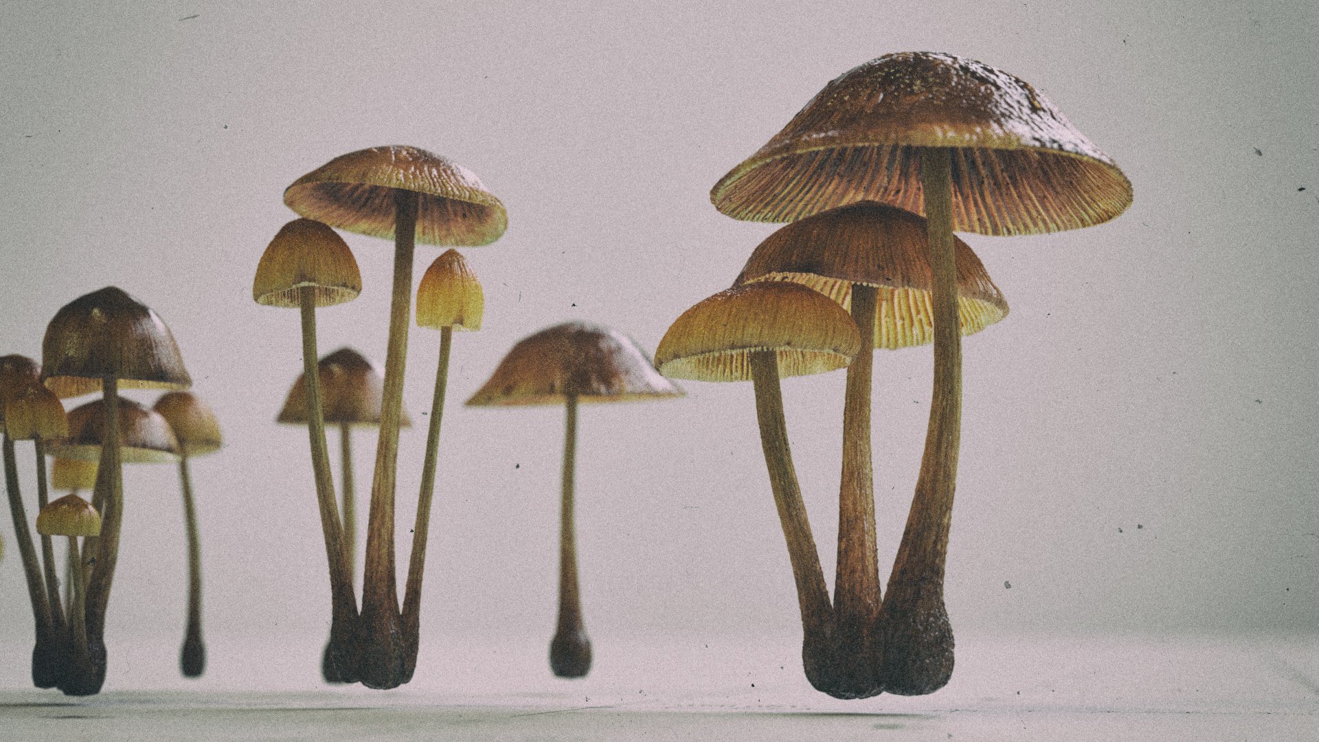 3D mushroom psilocybe 3 types https://p.turbosquid.com/ts-thumb/UD/XEKrKZ/S9nwV3mG/shrooms_dark/jpg/1530114858/1920x1080/fit_q87/766298c0344dc8ee58af4113206a25aa01bf7cb5/shrooms_dark.jpg