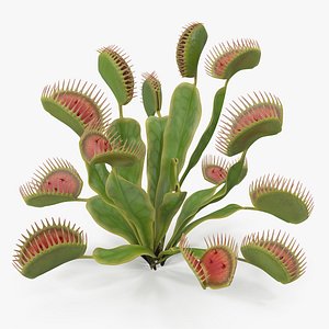 Venus Flytrap Dionaea Muscipula Plant