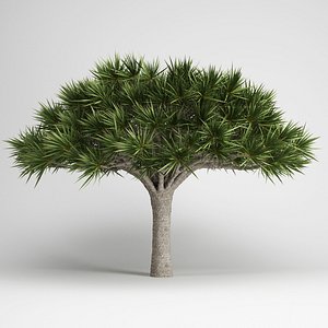 max canary islands dragon tree