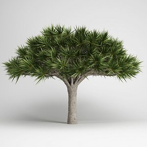 CGAxis Canary Islands Dragon Tree 13