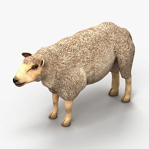 3d model lamb sheep