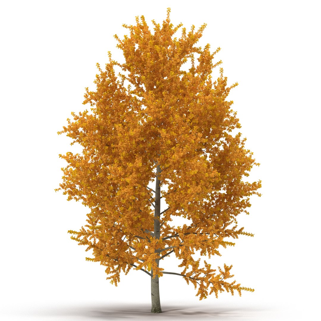 Yellow Poplar Tree Autumn 3D Model 3D model preview