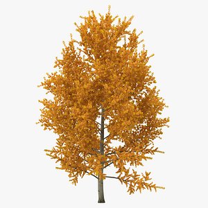 3d yellow poplar tree autumn model