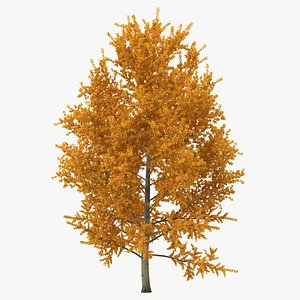 Yellow Poplar Tree Autumn 3D Model