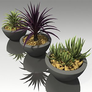 potted succulent plants