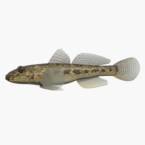 Yellowfin Goby