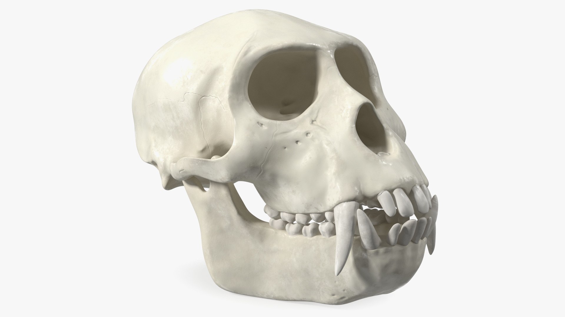 Vervet Monkey Skull 3D model preview