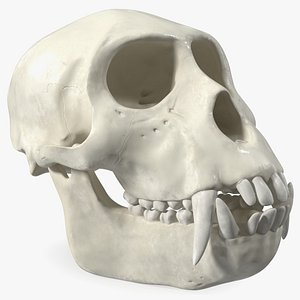 Vervet Monkey Skull model