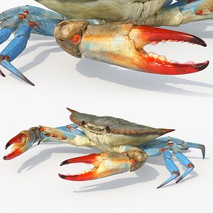 Marine Blue Crab Rigged For Maya