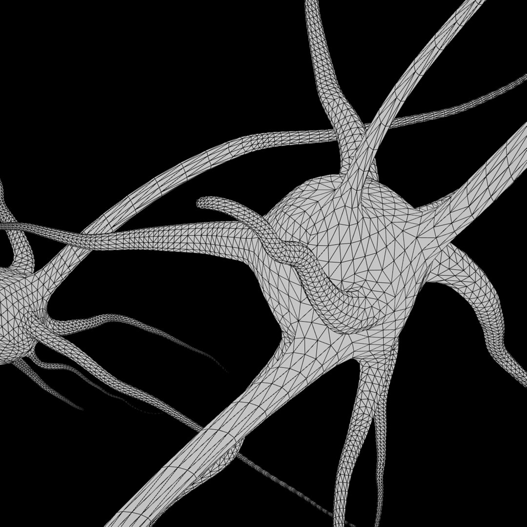 3D 3 neurons uv mapped model https://p.turbosquid.com/ts-thumb/UE/XJpubM/DB9dCxKB/3neurons7/jpg/1492257696/1920x1080/fit_q87/d4beff63abd8f52a204f97acfb9418ad257cc5e5/3neurons7.jpg