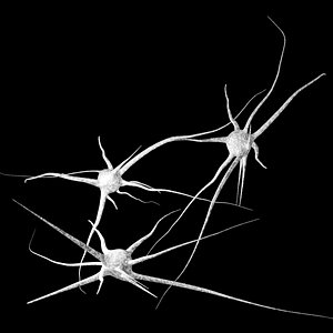 3D 3 neurons uv mapped model
