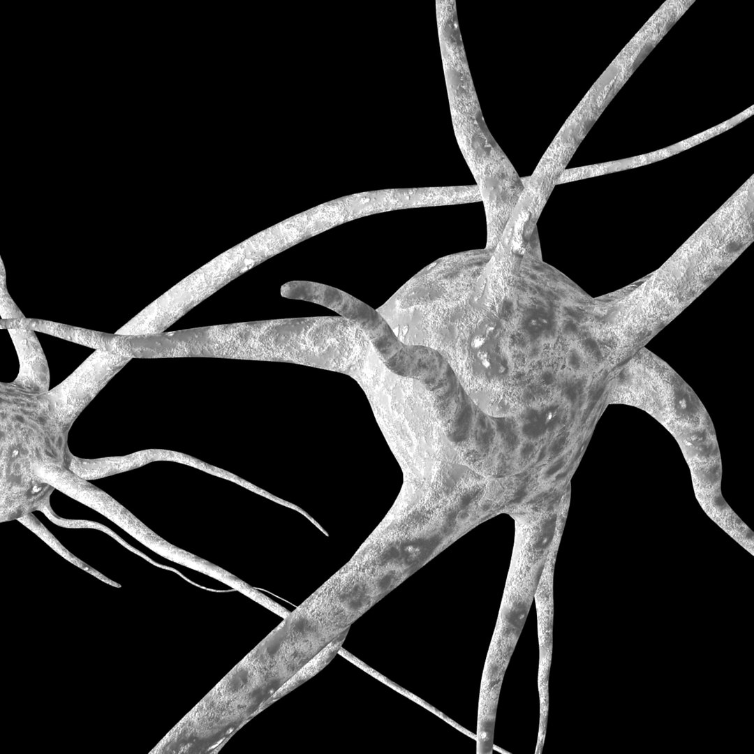 3D 3 neurons uv mapped model https://p.turbosquid.com/ts-thumb/UE/XJpubM/TjIY288F/3neurons3/jpg/1492257696/1920x1080/fit_q87/4921f4d422b503448528e52dc318e5e746e71be1/3neurons3.jpg