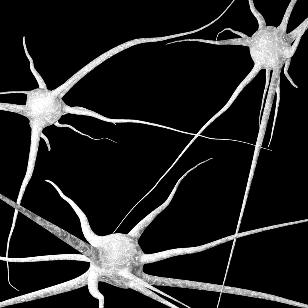 3D 3 neurons uv mapped model https://p.turbosquid.com/ts-thumb/UE/XJpubM/cHjrnCrN/3neurons2/jpg/1492257696/1920x1080/fit_q87/29f15862a50a0b6caa7693e3158d5900c9b07841/3neurons2.jpg