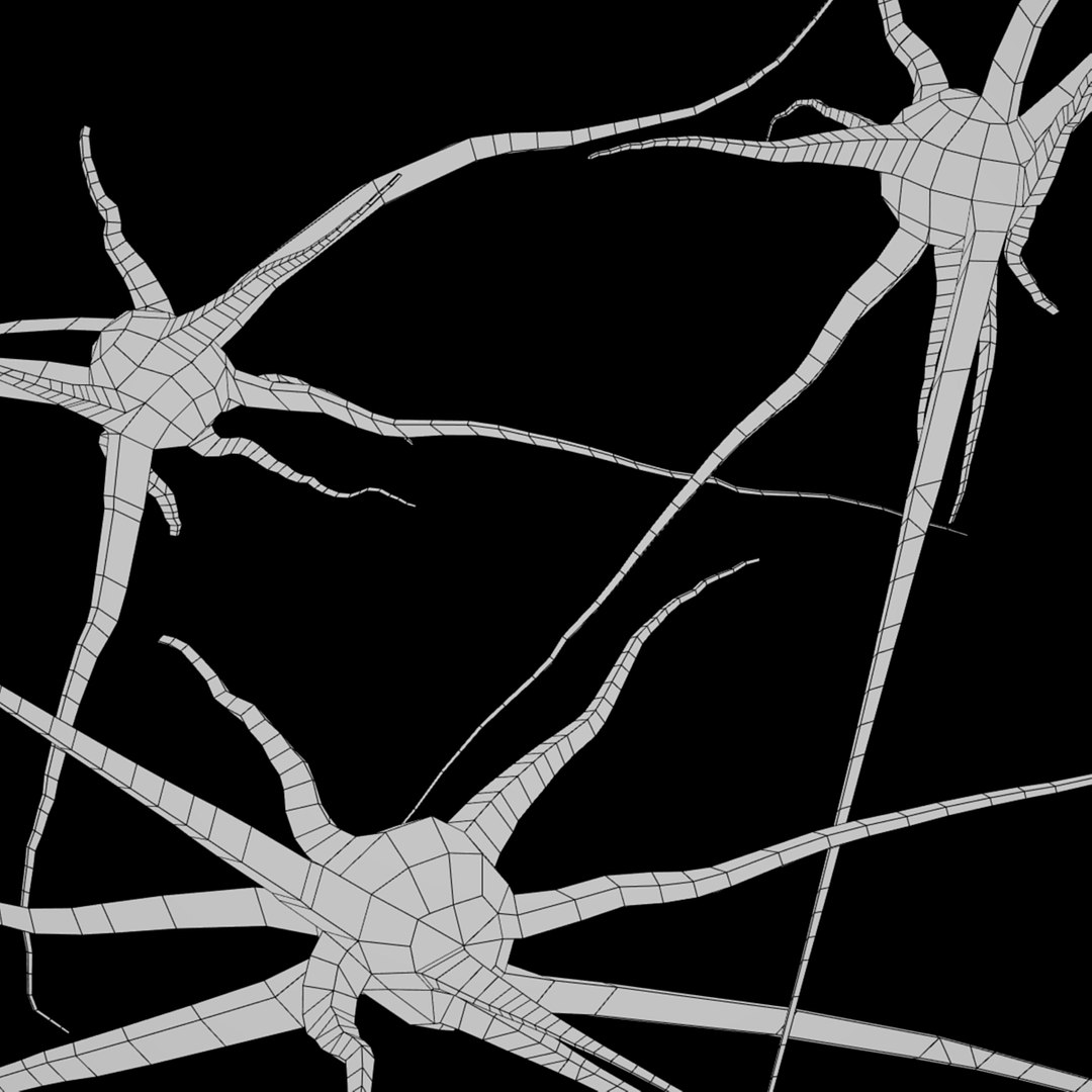 3D 3 neurons uv mapped model https://p.turbosquid.com/ts-thumb/UE/XJpubM/jqJ9SJmh/3neurons4/jpg/1492257696/1920x1080/fit_q87/06b2c8e0b2f9c309f8d5bfaf80ca50f908a8716d/3neurons4.jpg