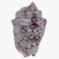 Irregular Frog Shell Bursa Granularis Shell 37