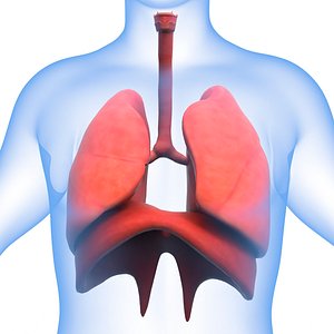 human respiratory 3D model