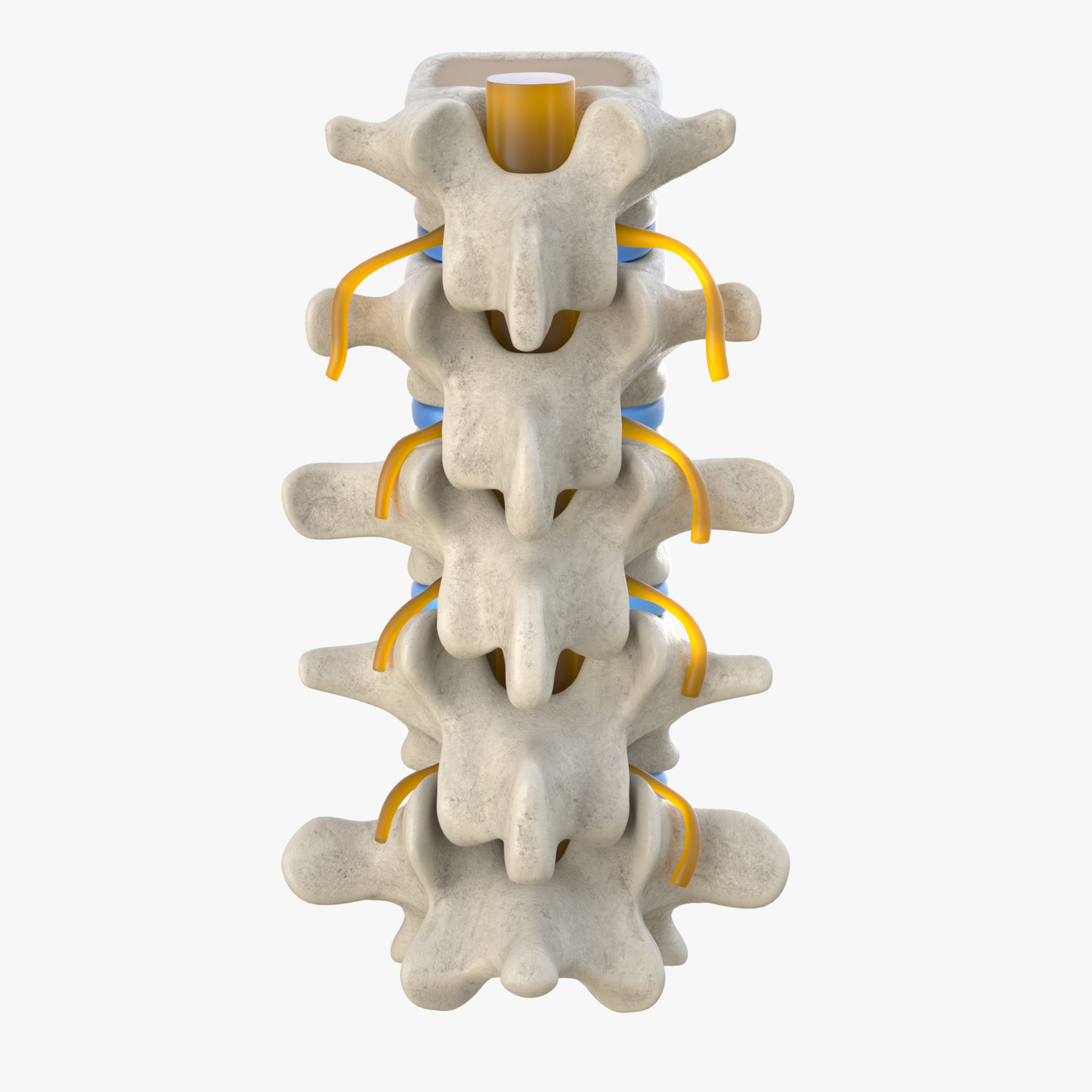 3D human spine - TurboSquid 1685319