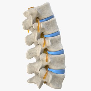 3D human spine