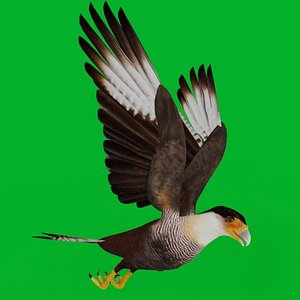 Caracara Falcon Bird