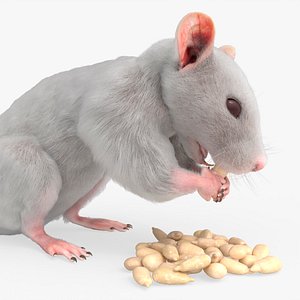 Albino Rat Eating Animated Rigged For Blender