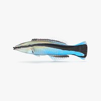 Cleaner Wrasse