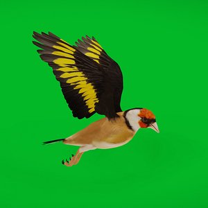 European Goldfinch Bird